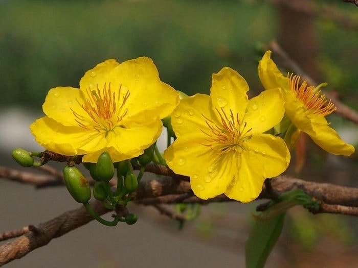 Mai Nở Đón Năm Mới