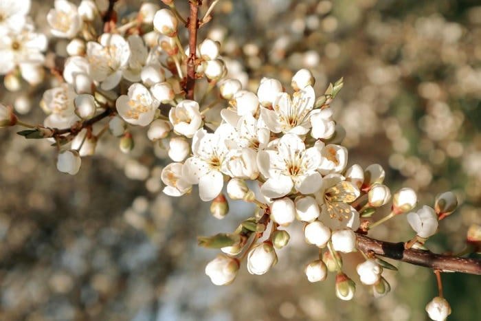 Mai Nở Sớm Mùa Xuân