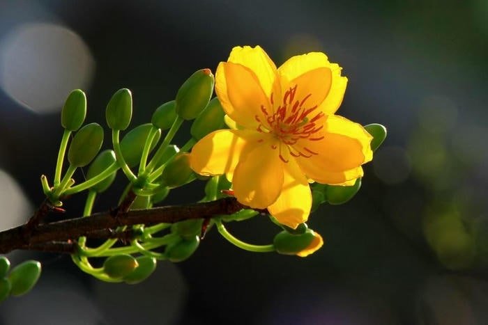 Mai Rực Rỡ Đón Xuân