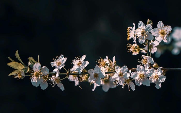 Mai Trắng Ngày Tết