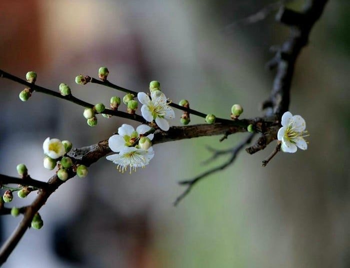 Mai Trắng Trong Nắng