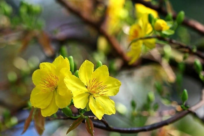 Mai Tươi Thắm Đầu Năm