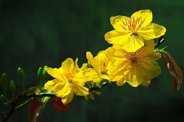 Mai Vàng Ngày Xuân