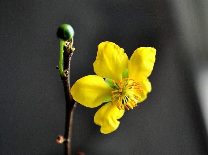 Mai Vàng Trước Ngõ