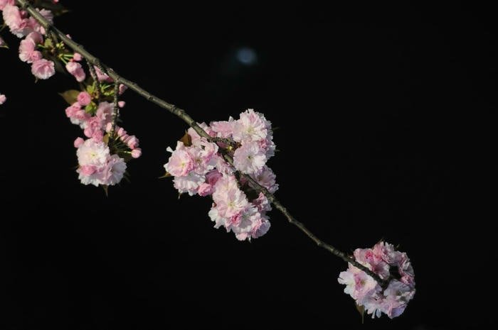 Nắng Xuân Và Hoa Mai