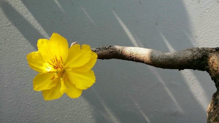 Những Cánh Mai Vàng