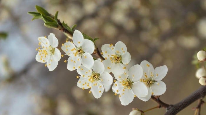 Sắc Xuân Mai Trắng