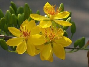 Vàng Óng Hoa Mai