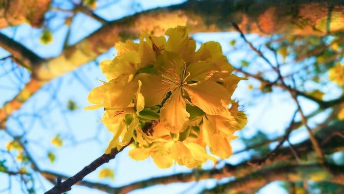 Xuân Về Hoa Mai Nở