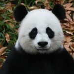 ảnh con gấu trúc