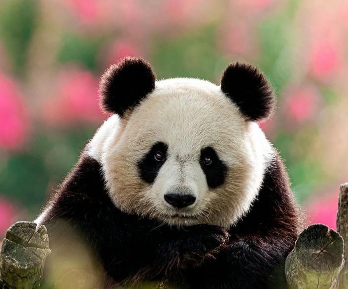 ảnh con gấu trúc dễ thương