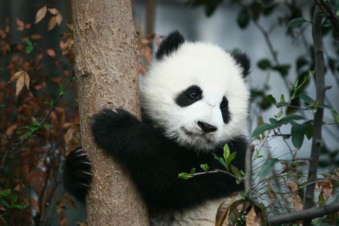 ảnh con gấu trúc ôm cây