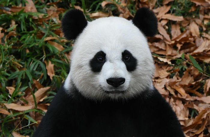 ảnh con gấu trúc