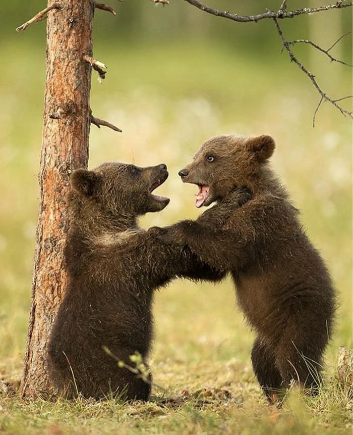 ảnh gấu đánh nhau