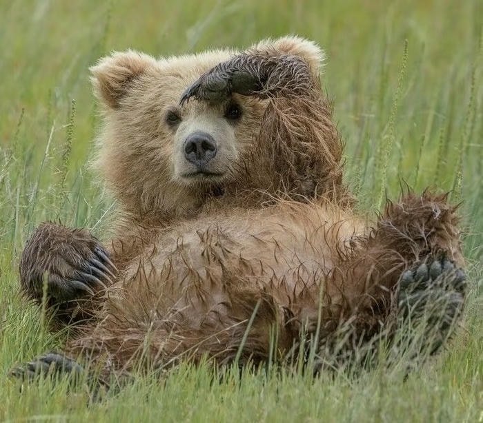 ảnh gấu nâu đáng yêu