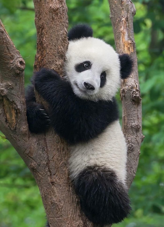 ảnh gấu ôm cây