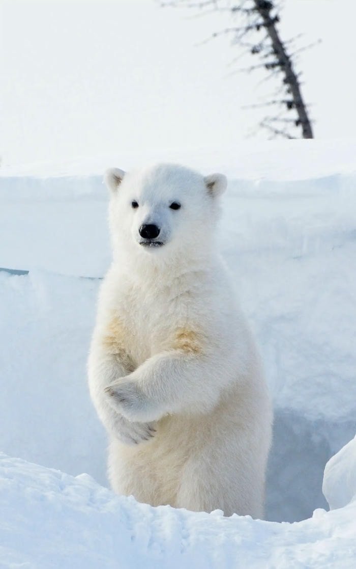 ảnh gấu trắng