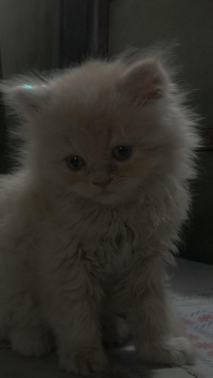 ảnh mèo buồn dễ thương