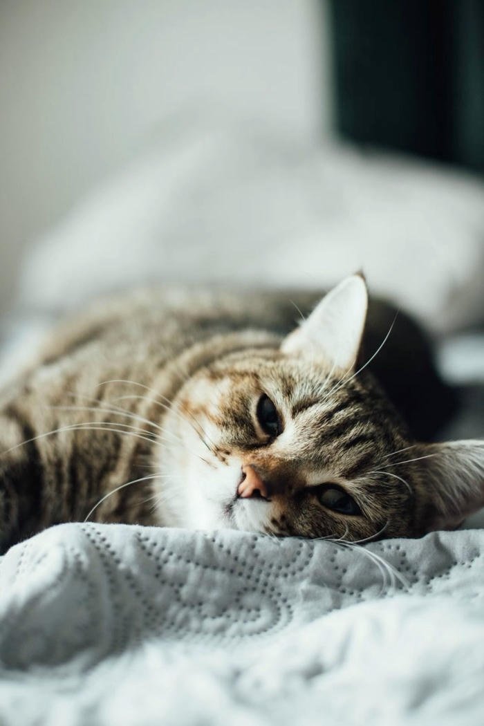 ảnh mèo buồn dễ thương nhất