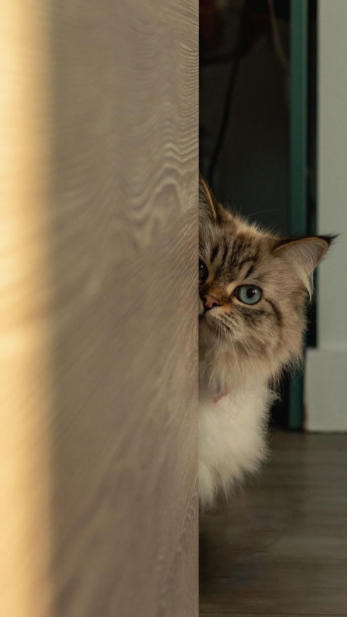 ảnh mèo buồn lép bên tường