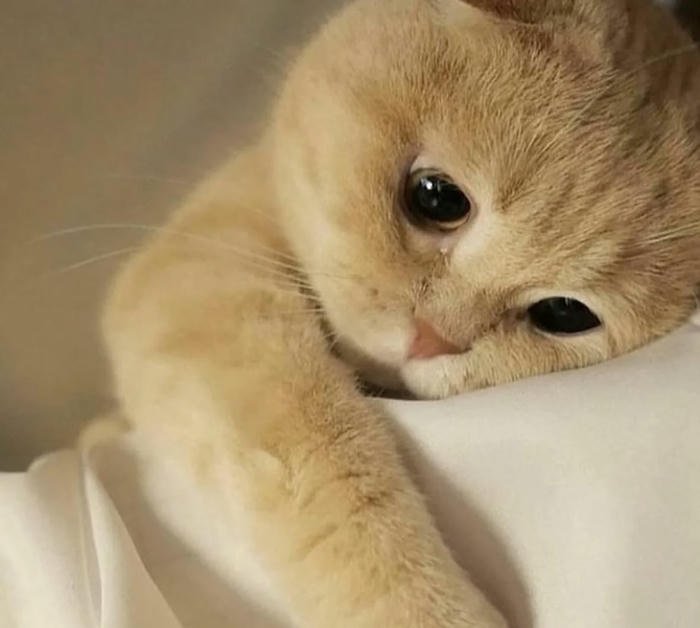 ảnh mèo buồn nhất