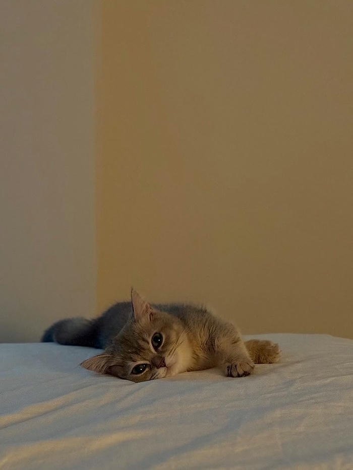 ảnh mèo buồn trên giường