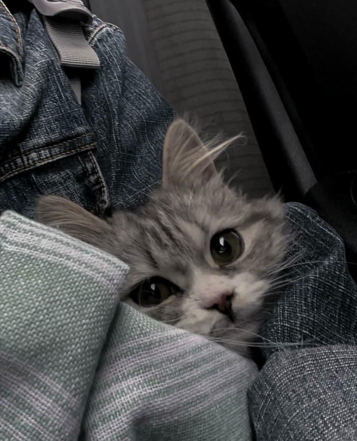 ảnh mèo buồn trong vòng tay người