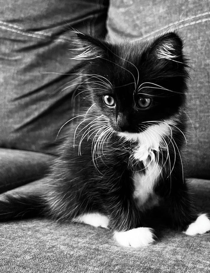 ảnh mèo đen buồn