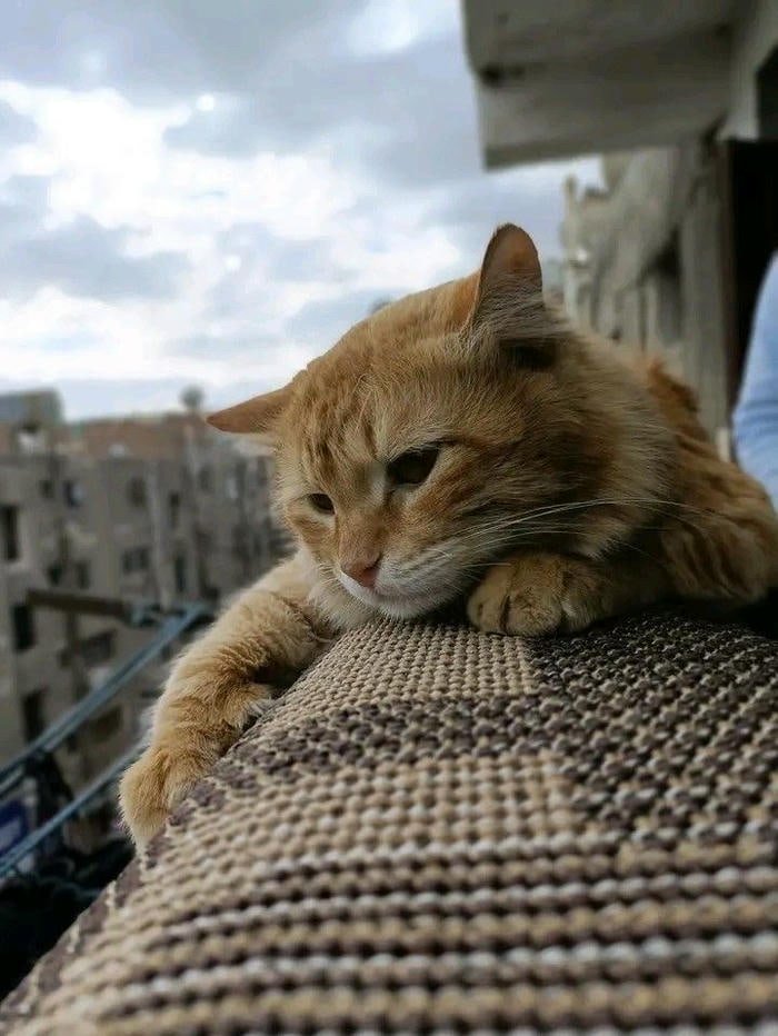 ảnh mèo vàng buồn dễ thương