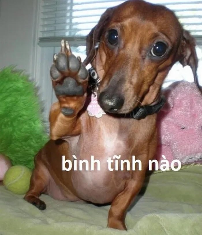 bình tĩnh meme chó