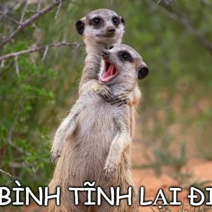bình tĩnh meme rái cá