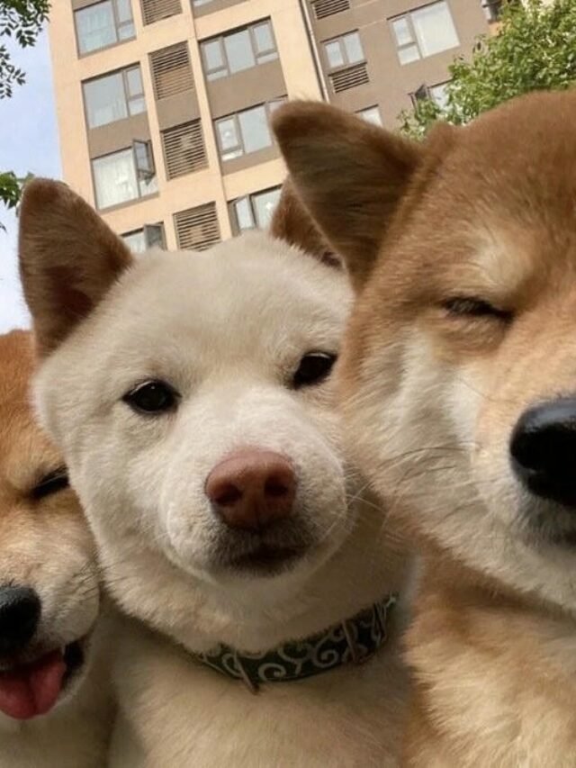 Bộ sưu tập 99+ Hình Ảnh Con Chó Đáng Yêu, Dễ Thương Nhất