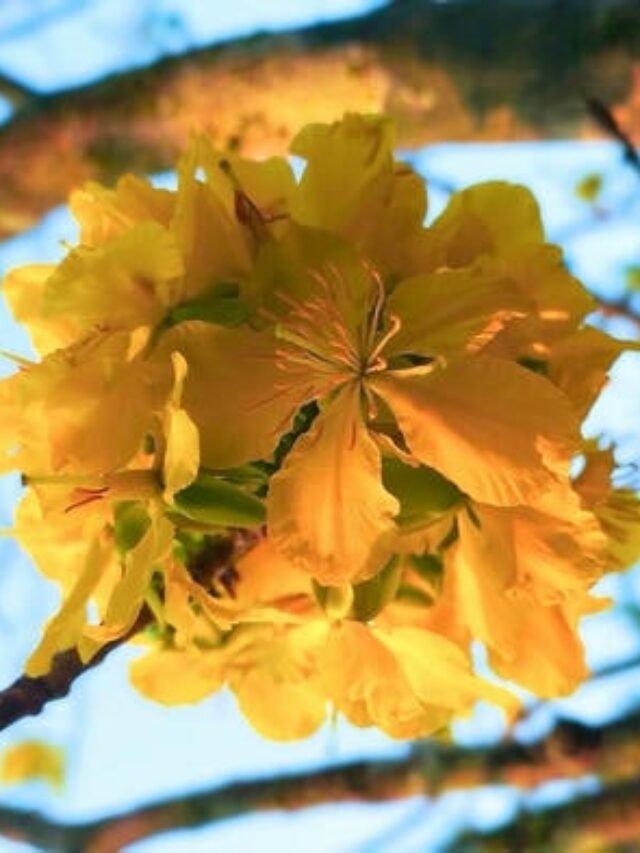 Bộ Sưu Tập 99+ Ảnh Hoa Mai Đẹp Tự Nhiên Đẹp Nhất