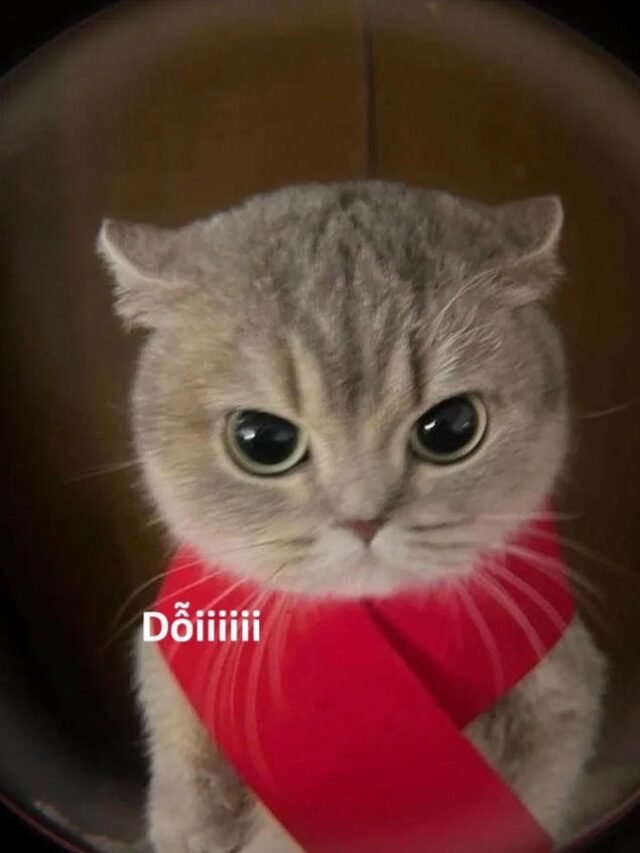 Bộ sưu tập 111+ meme dỗi hot trend đang được chia sẻ nhiều