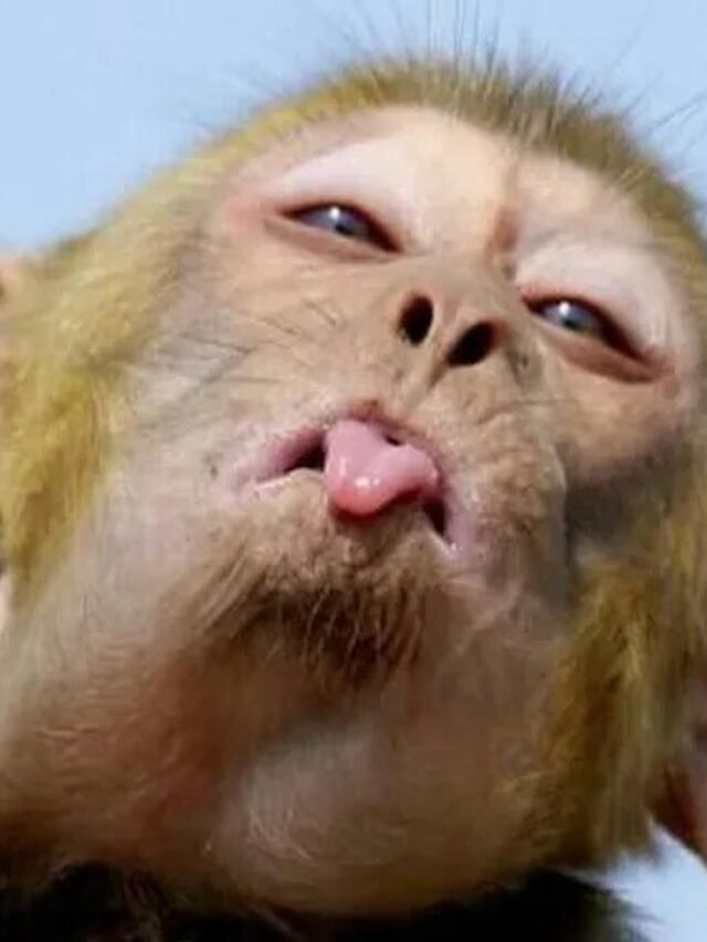 Tải ngay 164+ meme lêu lêu cực hài hước và sáng tạo