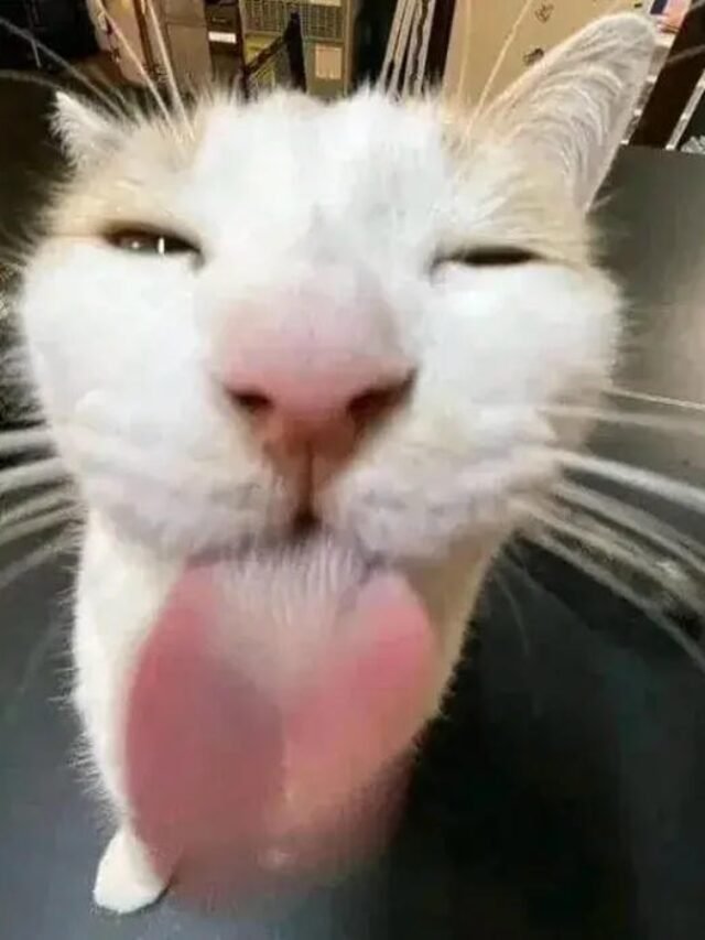 Tổng hợp 159+ meme liếm bá đạo khiến dân mạng share rần rần