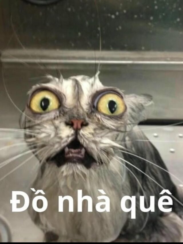 Cười té ghế với 117+ meme quê cực vui và hài hước