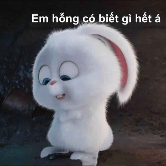 meme ai biết gì đâu bunny