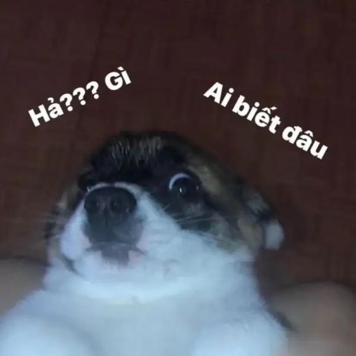 meme ai biết gì đâu chó con