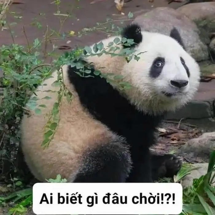 meme ai biết gì đâu gấu trúc