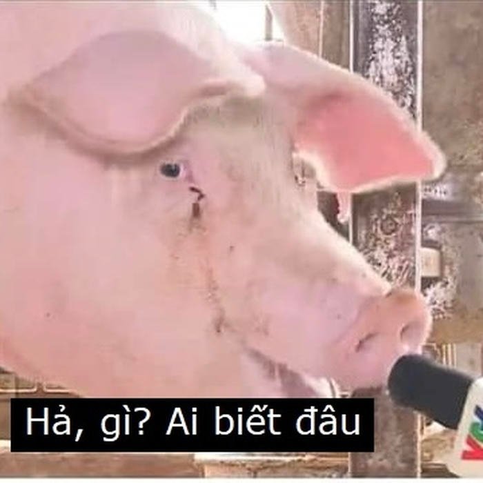 meme ai biết gì đâu lợn ohorng vấn