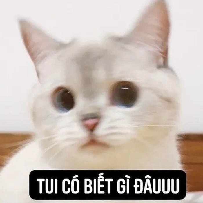 meme ai biết gì đâu mèo