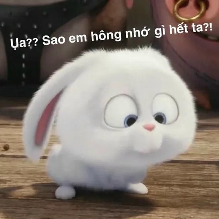 meme ai biết gì đâu thỏ