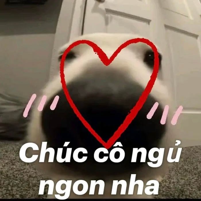 meme chúc ngủ ngon cute cute
