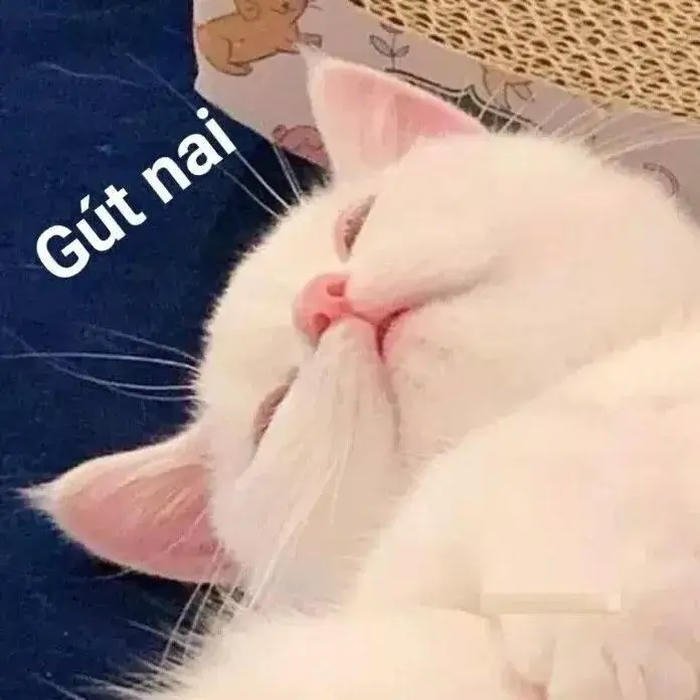 meme chúc ngủ ngon cute gút nai