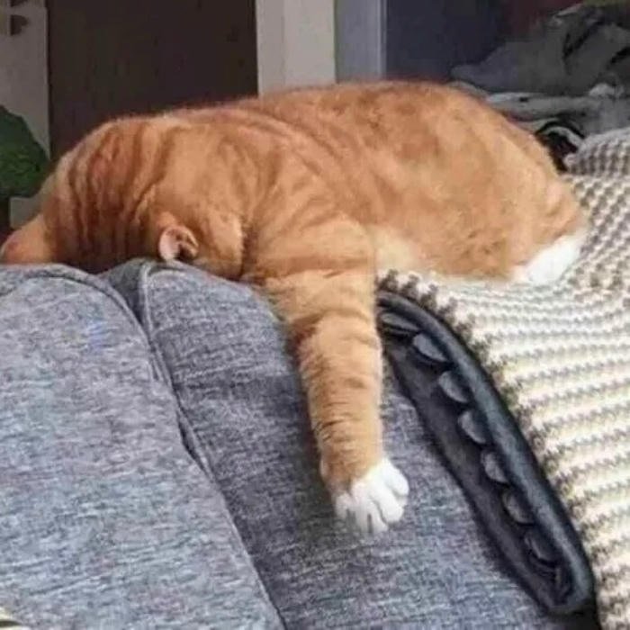 meme gục ngã mèo gục mặt