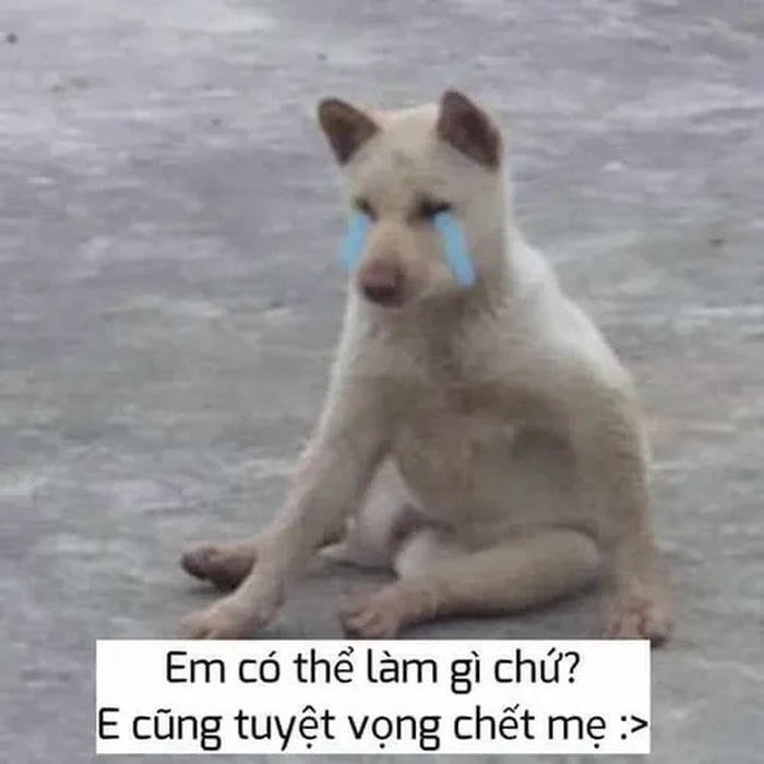 meme gục ngã tuyệt vọng