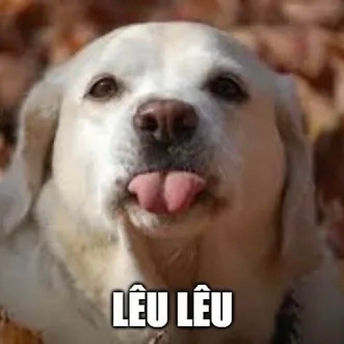 meme lêu lêu chó cute