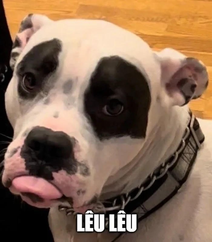 meme lêu lêu chó