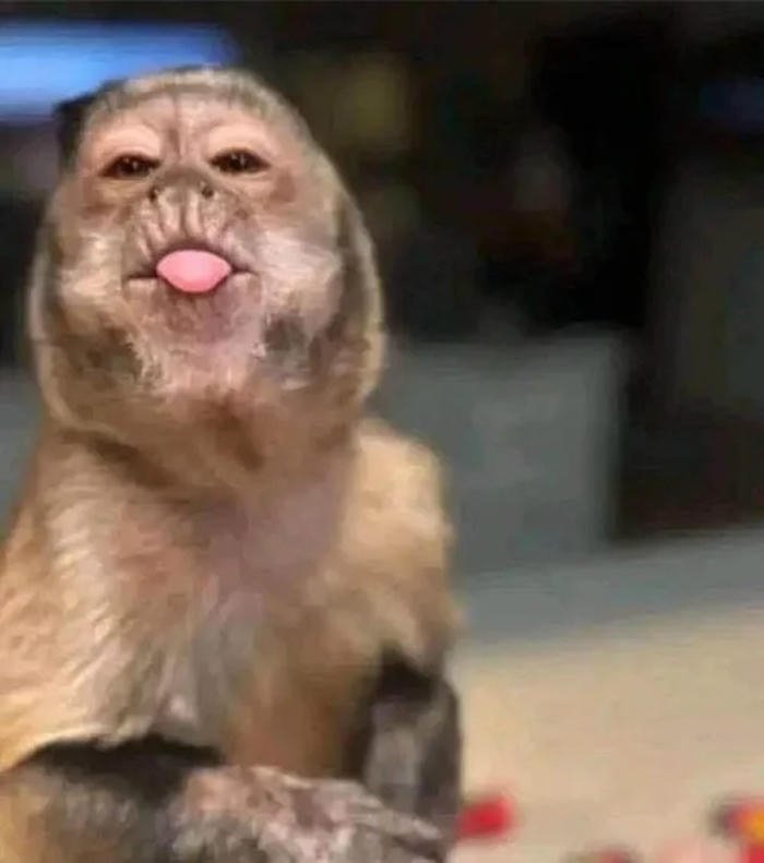 meme lêu lêu khỉ cợt nhả